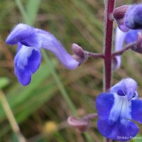 Scutellaria violacea var. violacea Heyne ex Benth.